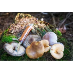 CAO Couteau à Champignons 5 CAO Couteau à Champignons -Matériel De Camping cao couteau a champignons 1